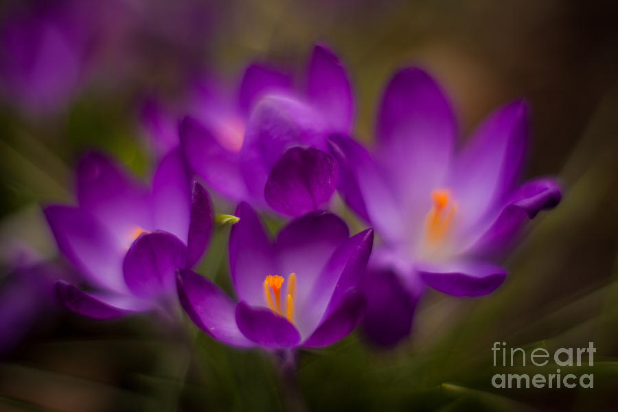Crocus Photograph - Purple Garden Flourish by Mike Reid