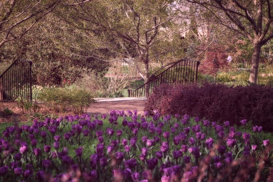 Mansfield Photograph - Purple Garden by Mary Timman