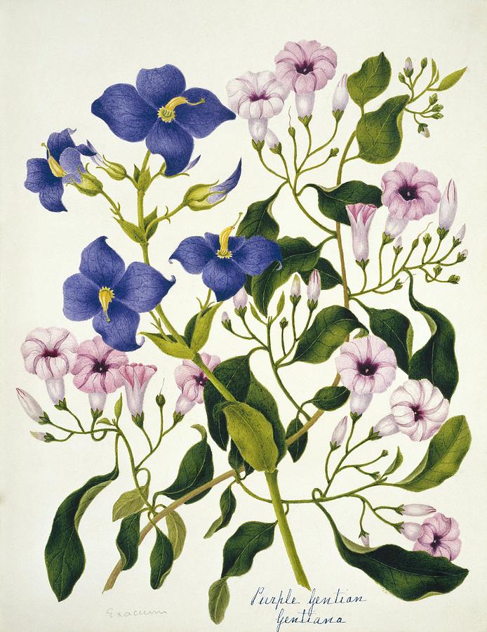 Purple Gentian Flowers Photograph by Natural History Museum, London/science Photo Library