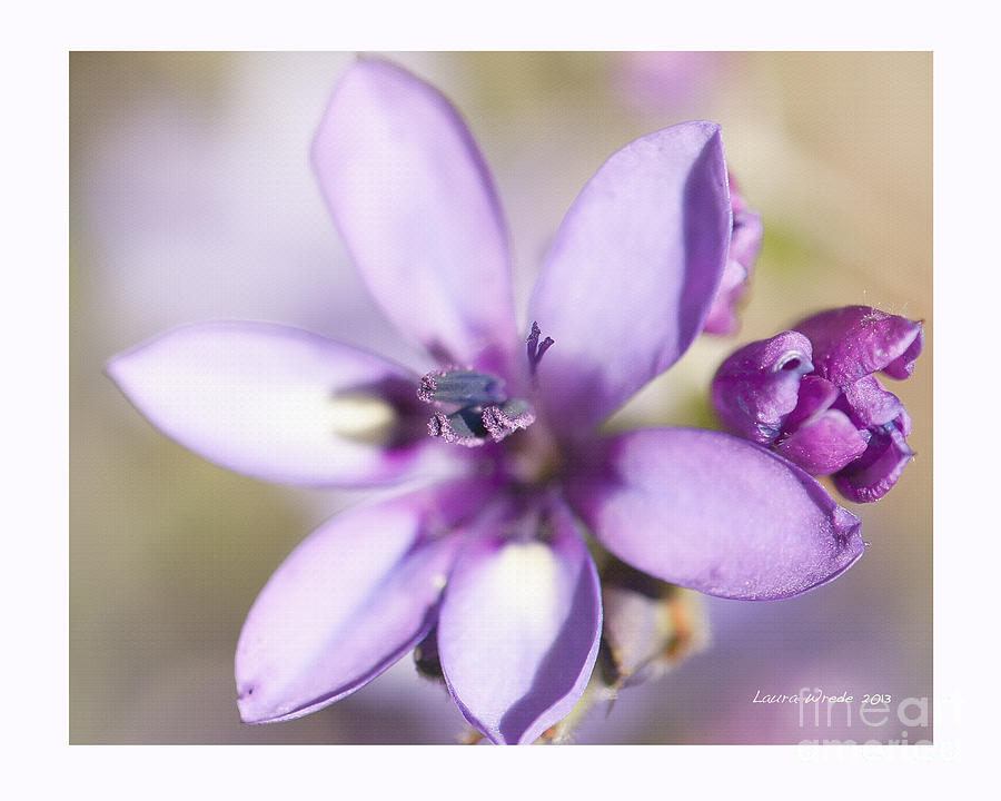 Purple Geranium 2 Photograph by Artist and Photographer Laura Wrede
