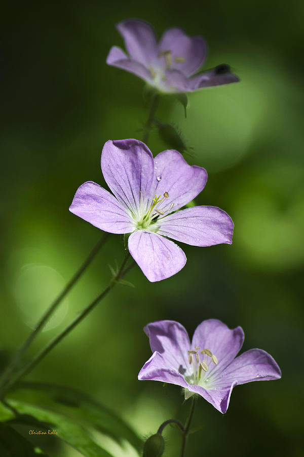Purple Geranium Flowers Photograph by Christina Rollo