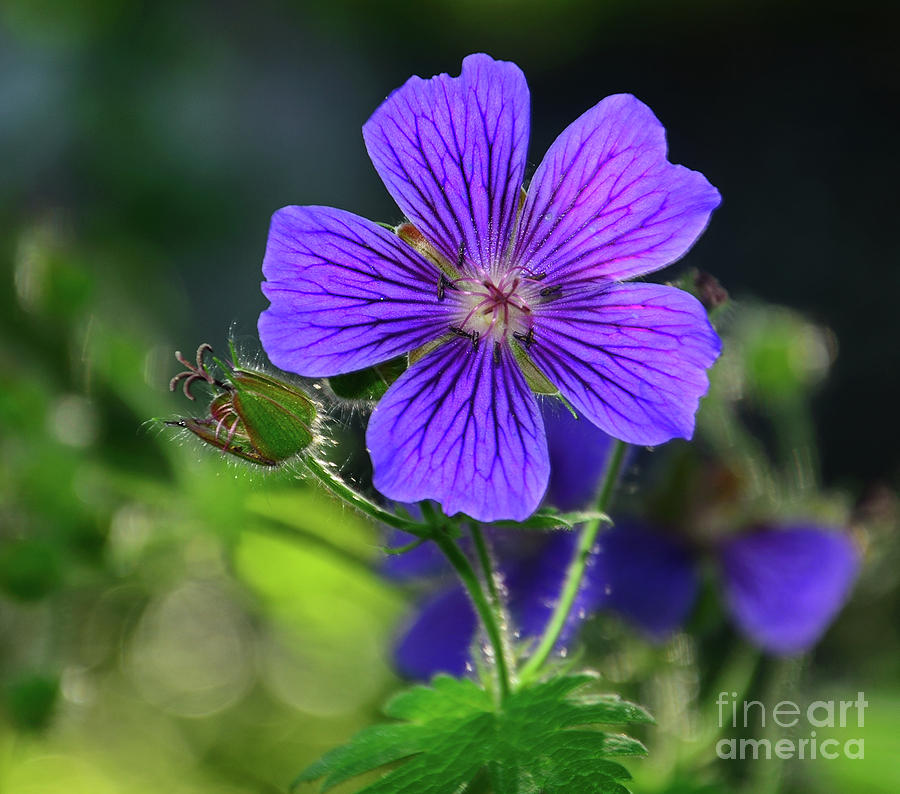 Purple Geranium Photograph by Kelly Black