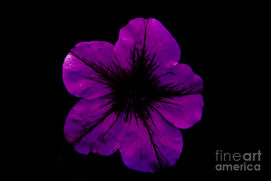 Purple Geranium Photograph by Scott Lyons