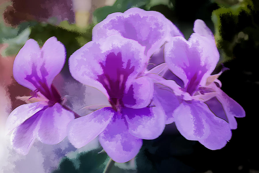 Purple Geraniums  Digital Art by Photographic Art by Russel Ray Photos