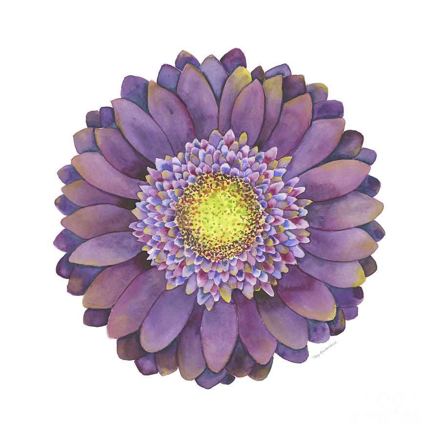 Purple Gerbera Daisy Painting by Amy Kirkpatrick