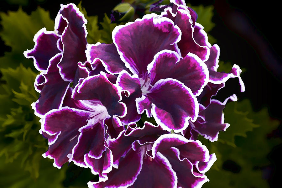 Purple Gernaium Digital Art by Photographic Art by Russel Ray Photos