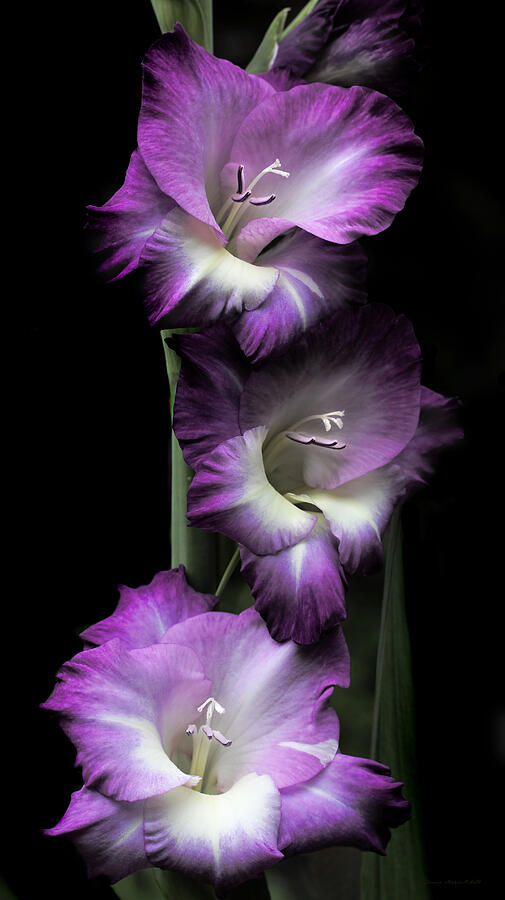 Purple Gladiola Flowers Evening Light Photograph by Jennie Marie Schell