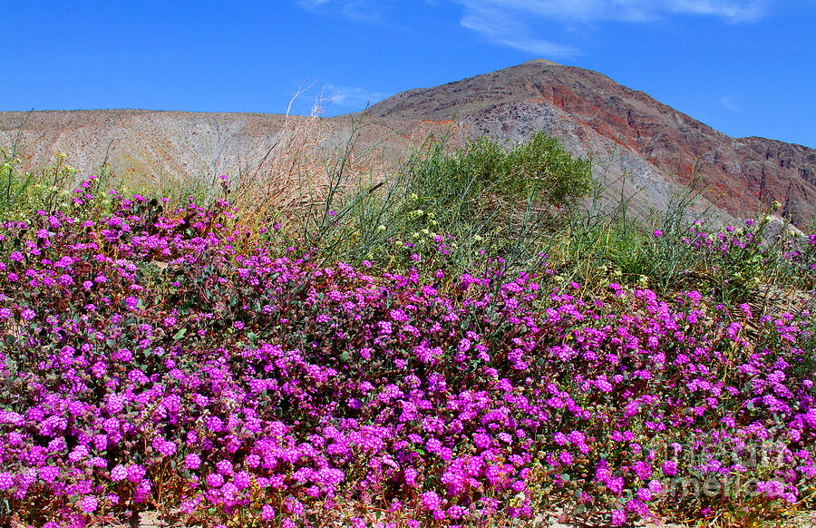 Spring Photograph - Purple Glory in the Desert by Diana Sainz by Diana Raquel Sainz
