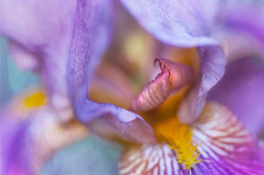 Purple Glow. Macro Iris Series Photograph by Jenny Rainbow