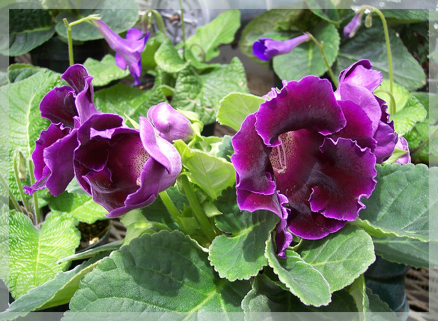 Purple Gloxinia Photograph by Georgia Hamlin - Fine Art America