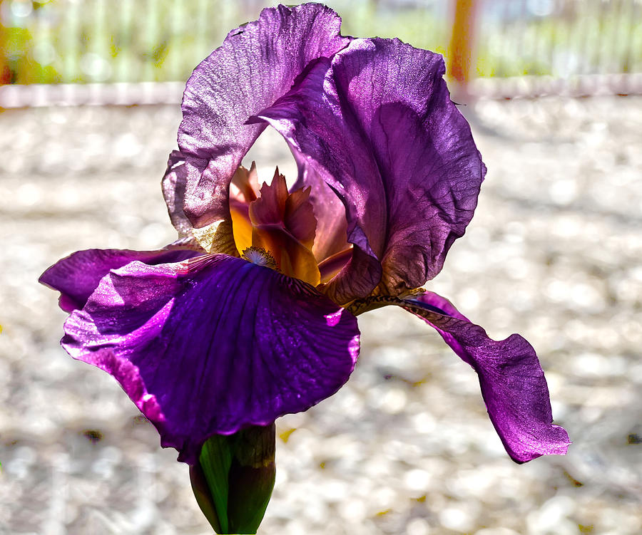 Iris Photograph - Purple Godess by Camille Lopez