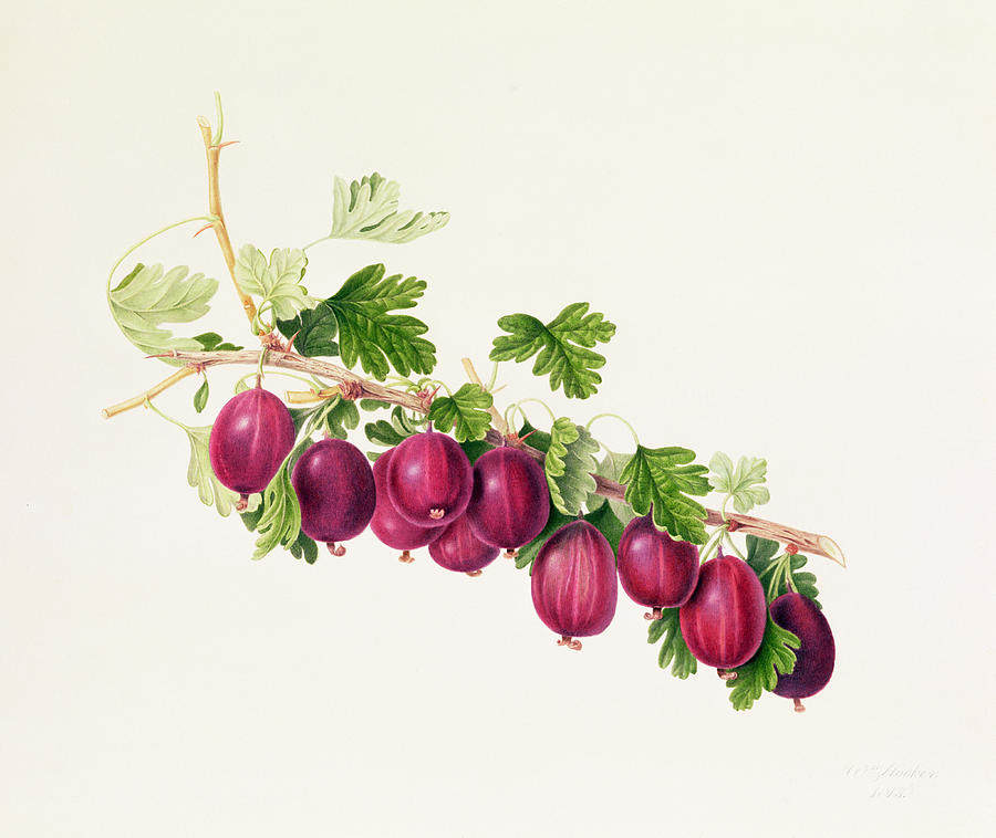 Flower Painting - Purple Gooseberry by William Hooker