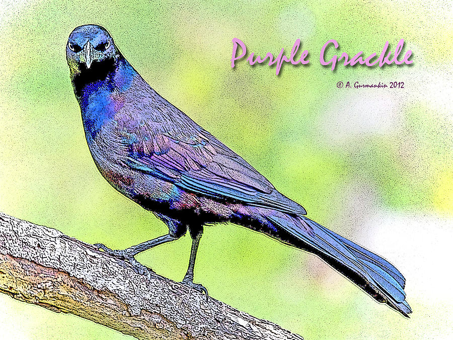 Purple Grackle With an Apparent Attitude Poster Image Photograph by A Macarthur Gurmankin