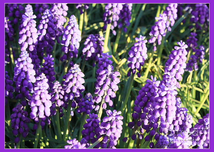 Purple Grape Hyacinth  Photograph by Carol Groenen