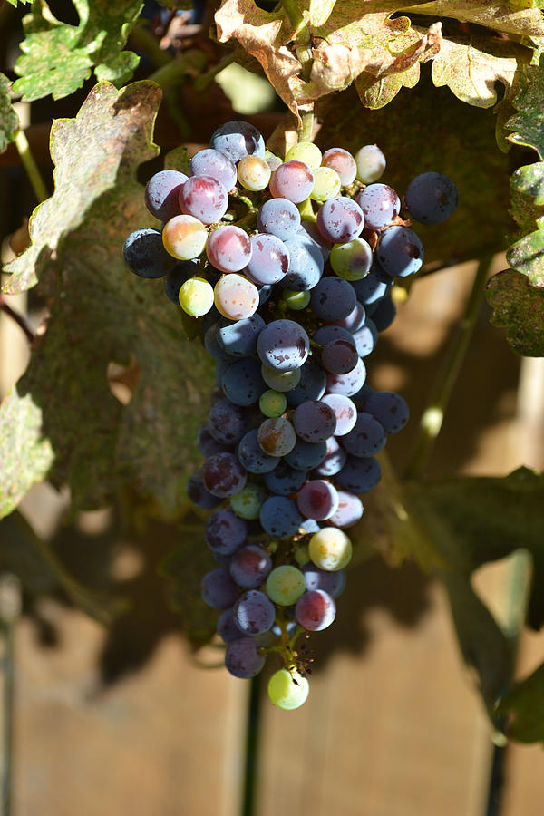 Purple Grapes Photograph by Holly Blunkall