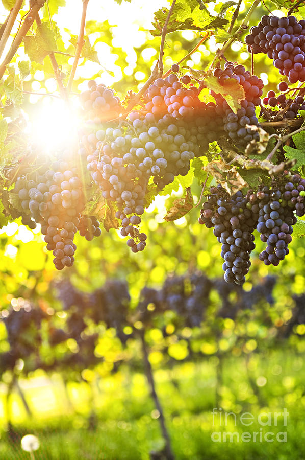 Grape Photograph - Purple grapes in sunshine by Elena Elisseeva