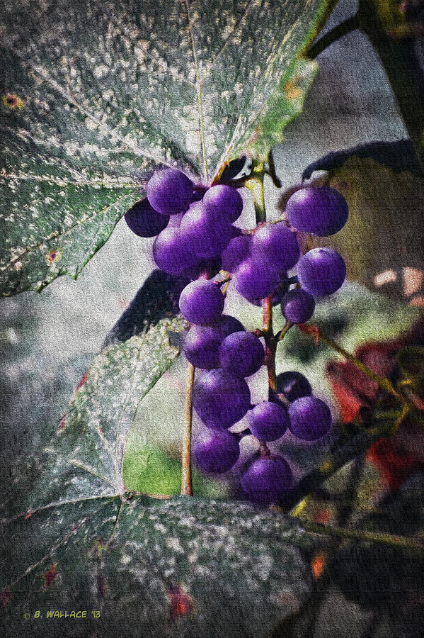 Purple Grapes - Oil Effect Photograph by Brian Wallace