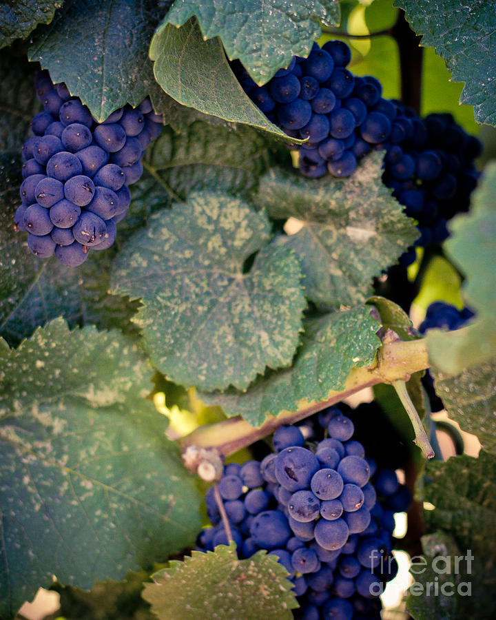 Purple Grapes on the Vine Photograph by Ana V Ramirez