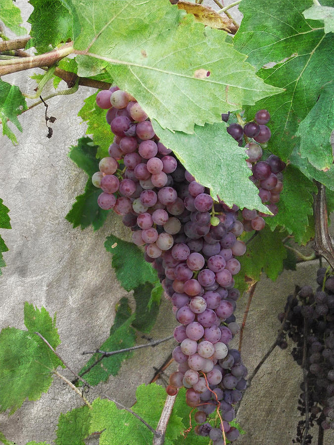 Purple Grapes on the Vine Photograph by Jayne Wilson