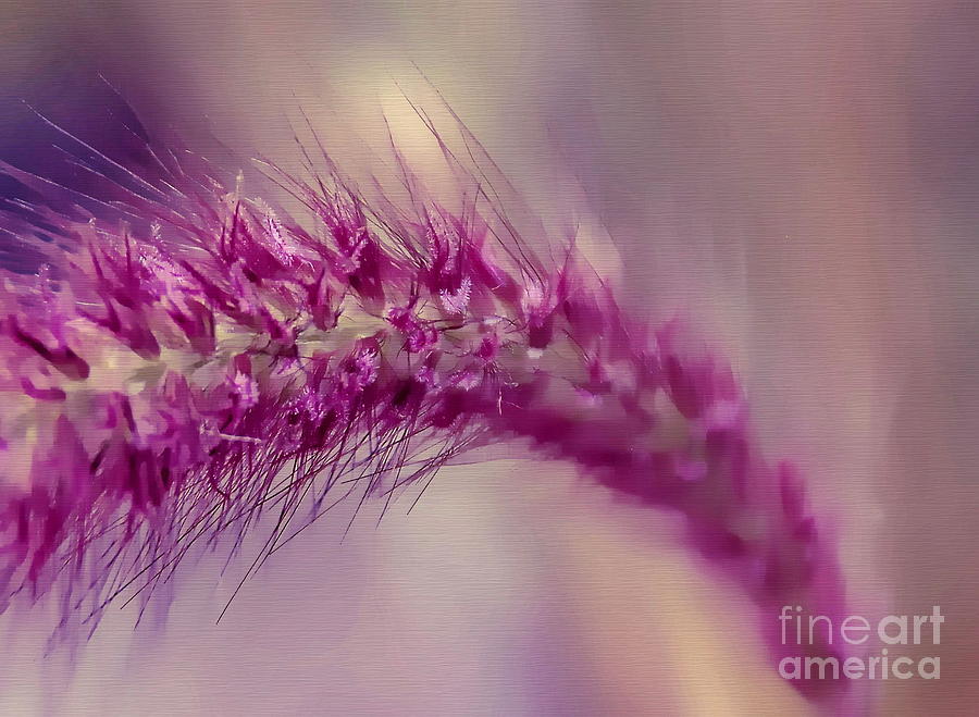 Purple Grass Photograph by Andrea Kollo