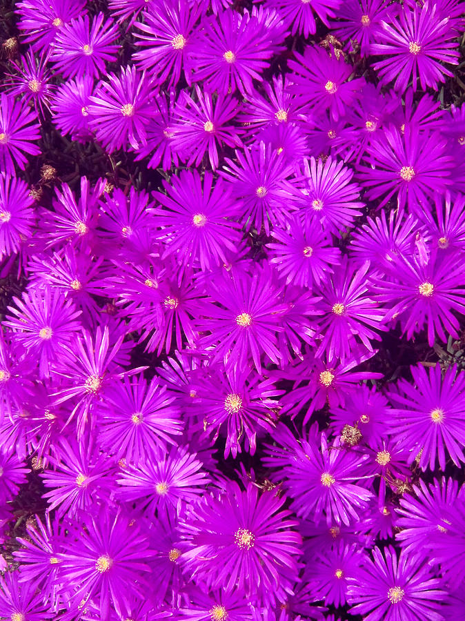 Purple Ground Cover Delosperma Ice Plant Coronado California Photograph