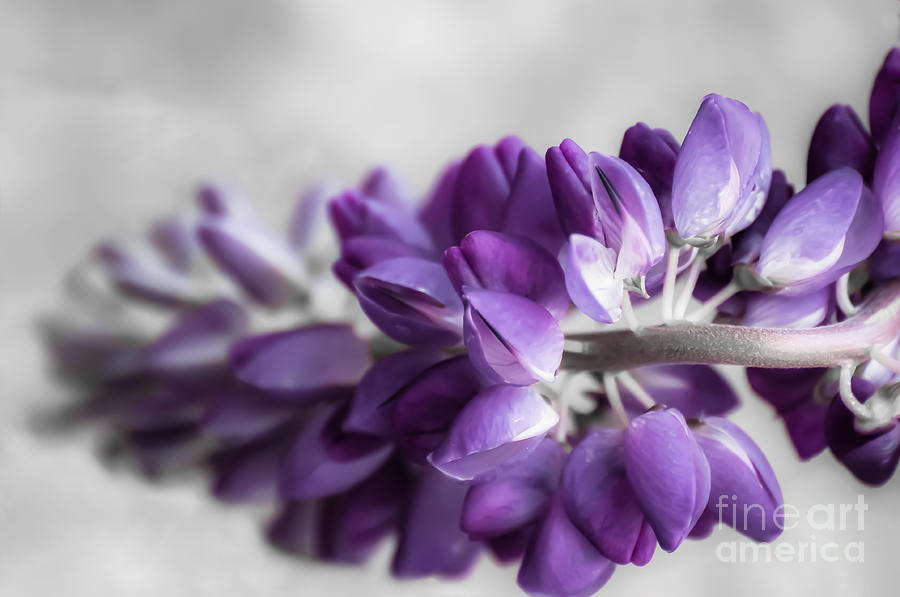 Flower Photograph - Purple Haze by Bianca Nadeau
