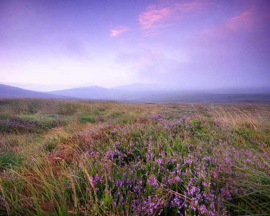 Purple Haze Photograph by Black Hill Images