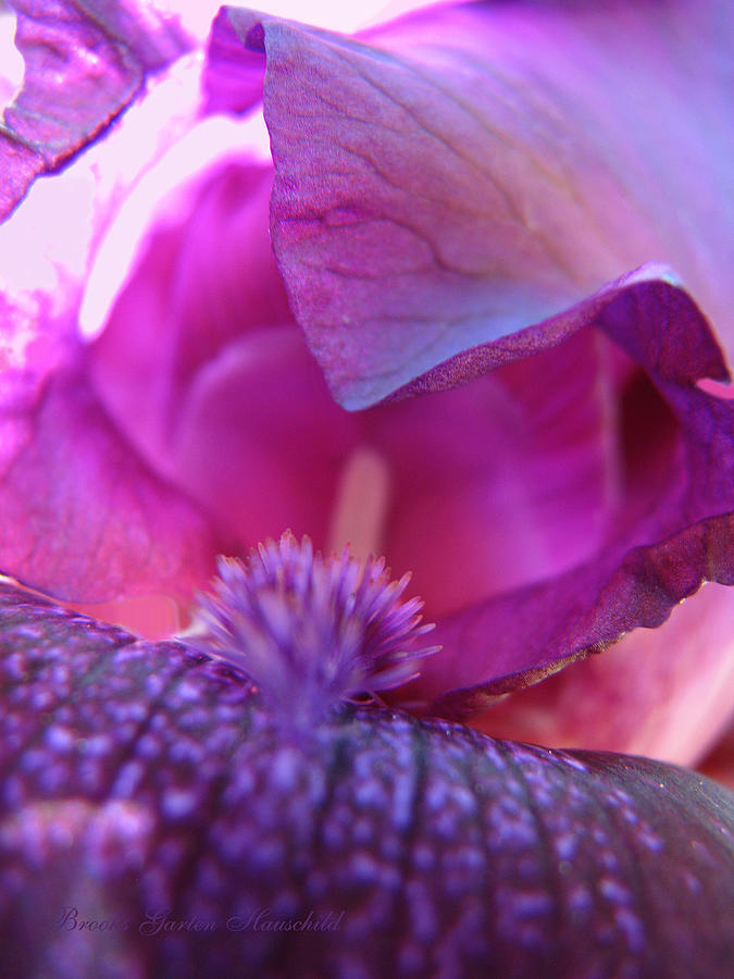 Purple Haze - Iris - Floral Macro Photograph by Brooks Garten Hauschild