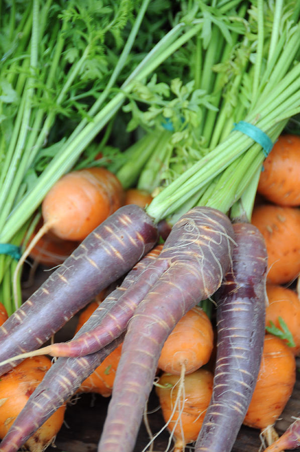 Purple Haze Carrots Photograph by Bonnie Sue Rauch