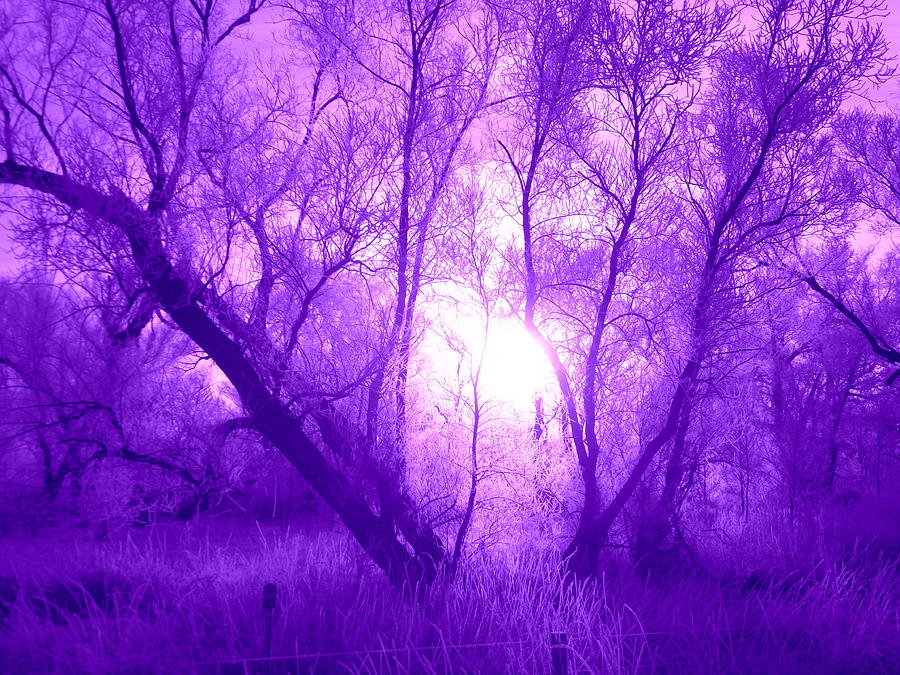 Purple Haze Photograph by Bonfire Photography