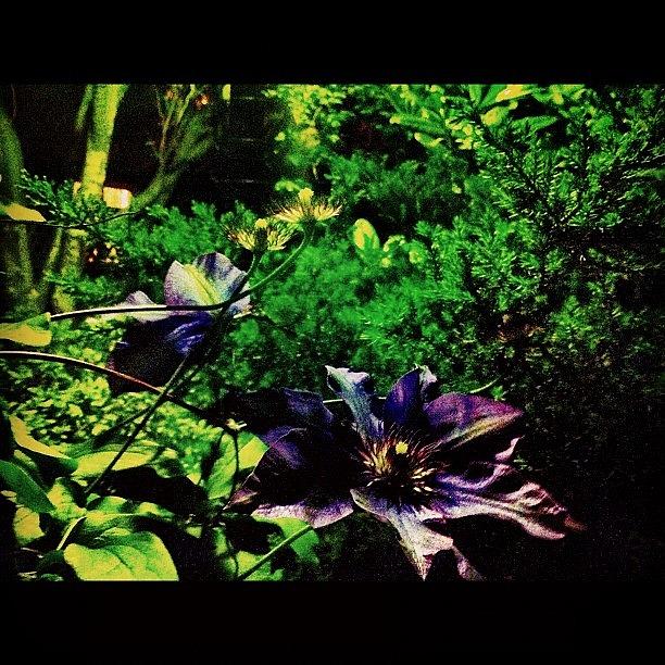 Summer Photograph - #purple #haze #garden #flower #leaf by Shawn Who