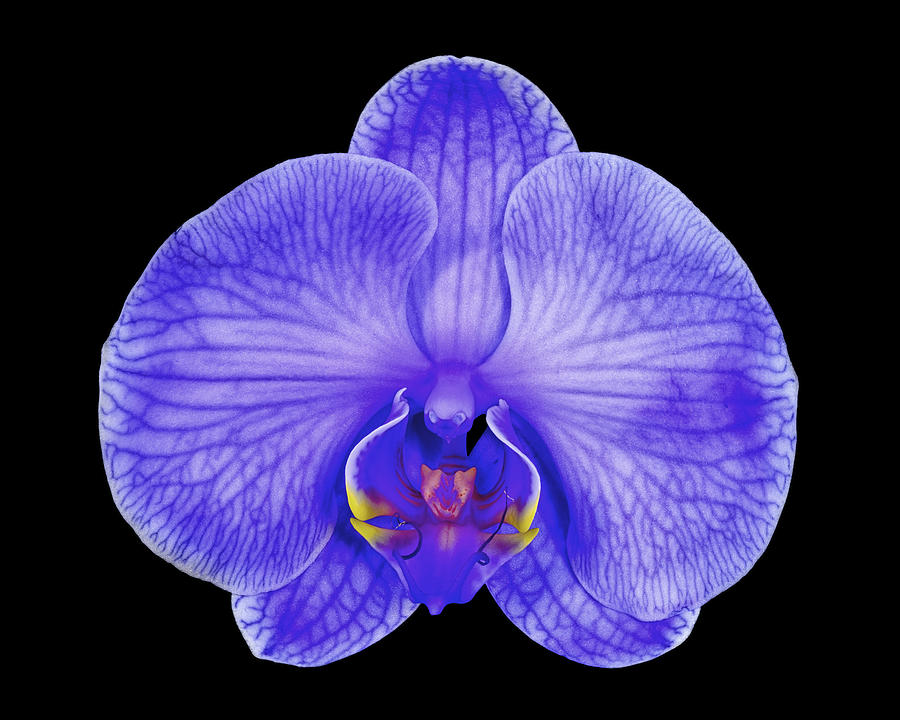 Orchid Photograph - Purple Haze II by Joseph Erbacher
