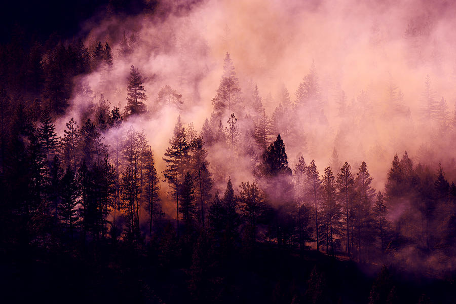 Purple Haze Photograph by John Poon