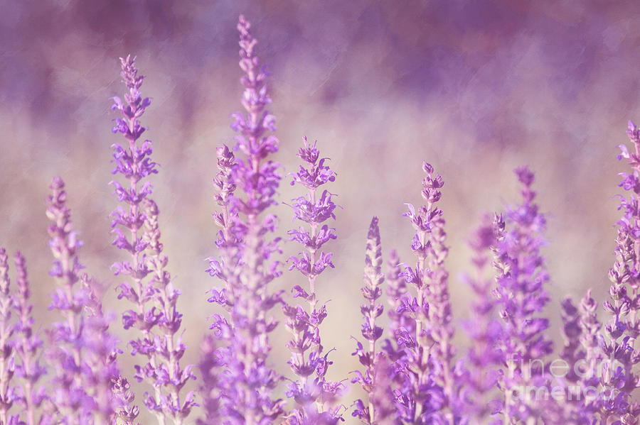 Flower Photograph - Purple Haze by Pam  Holdsworth