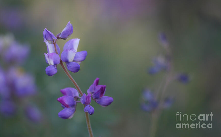 Purple Haze Flowers  Photograph by Ruth Jolly