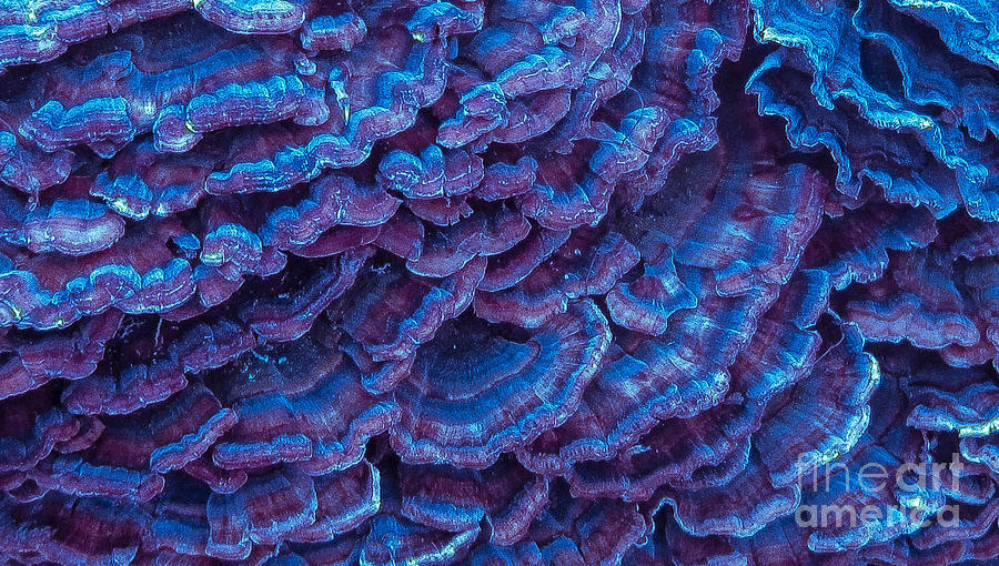 Mushroom Photograph - Purple Haze by Sherry Lasken