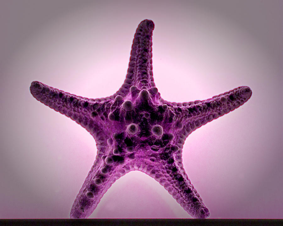 Purple Haze Starfish Photograph by Bill Swartwout