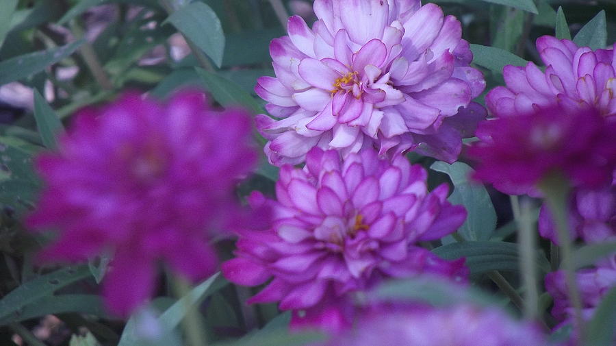 Purple Flower Photograph - Purple Haze by Trimmings Boutique