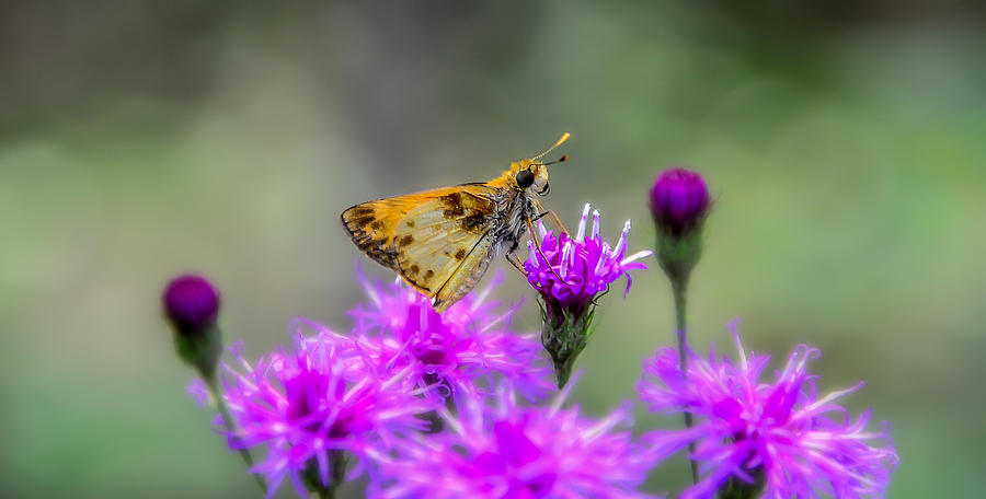 Purple Haze Photograph by William Mckee - Fine Art America