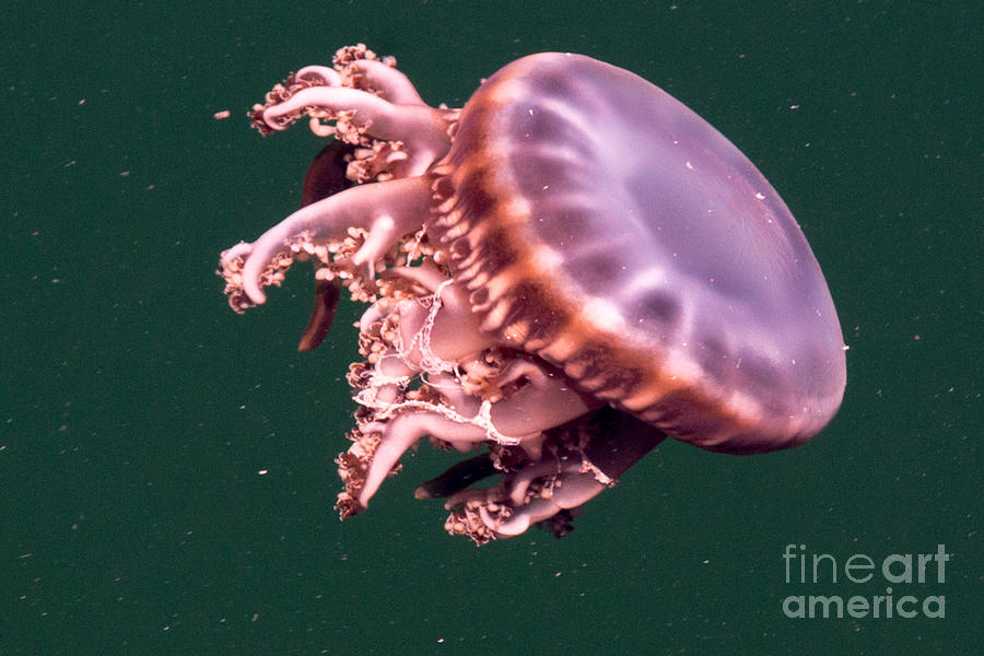 Purple Head Upside Down Jellyfish II Photograph by Rene Triay FineArt Photos