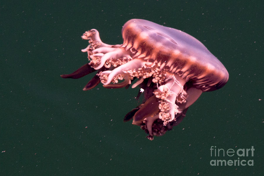 upside down jellyfish sting