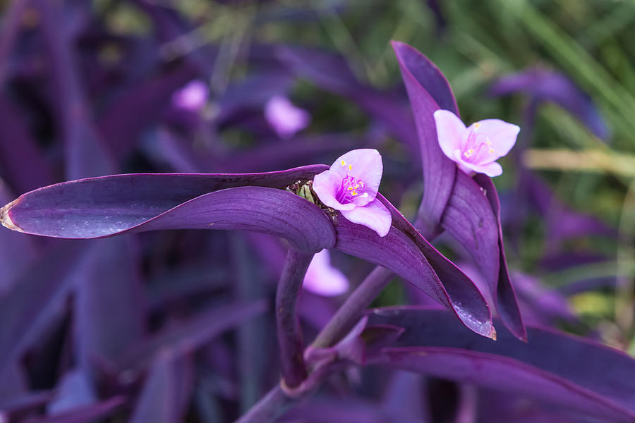purple heart plant flower