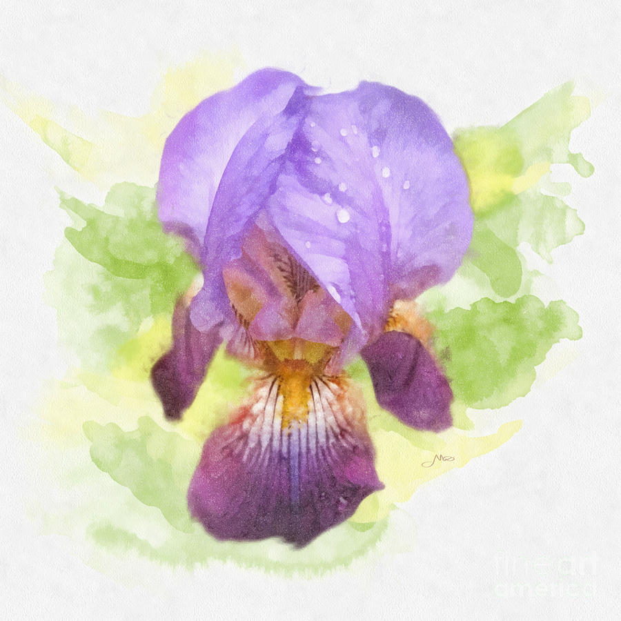 Iris Painting - Purple Heart by Mo T