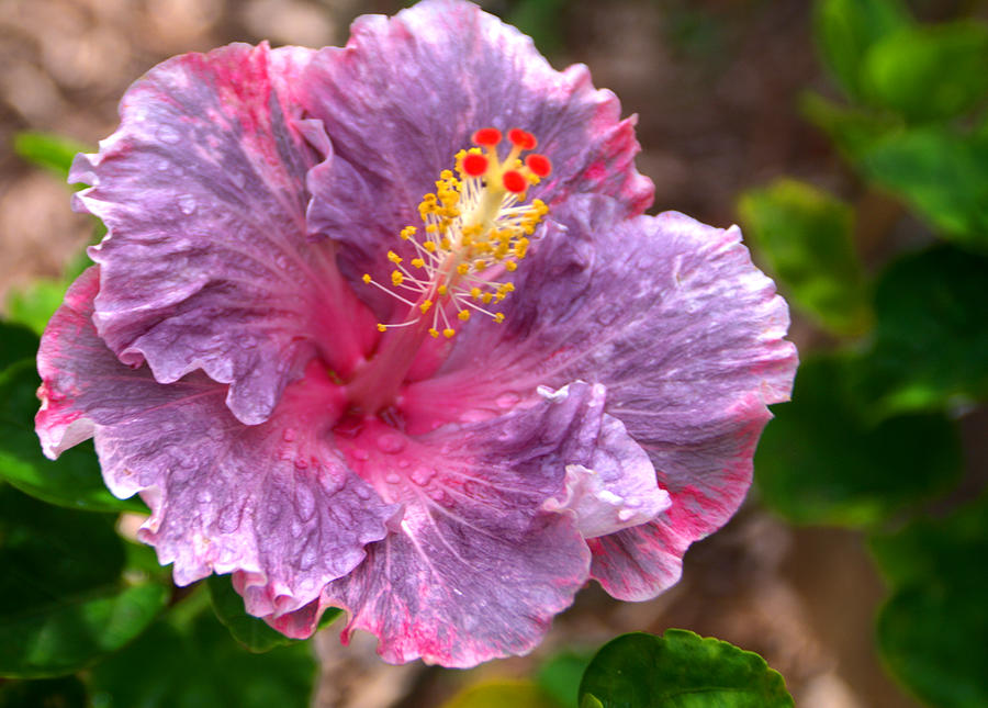 Tree Photograph - Purple Hibiscus by Brian Harig