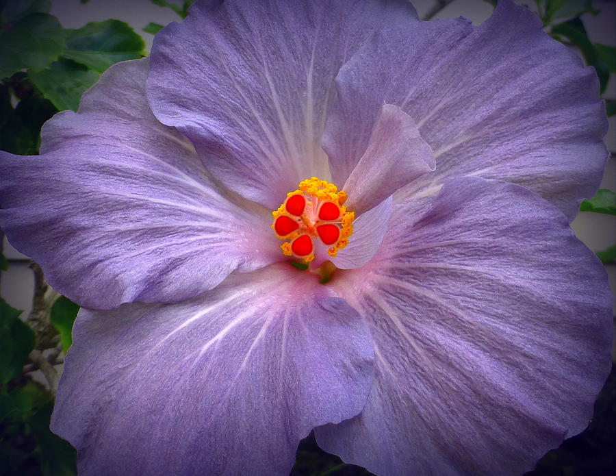 Purple Hibiscus Photograph by Lori Seaman