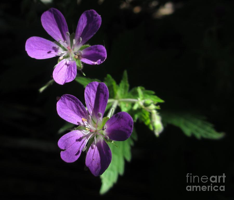 Nature Photograph - Purple Highlights by Martin Howard