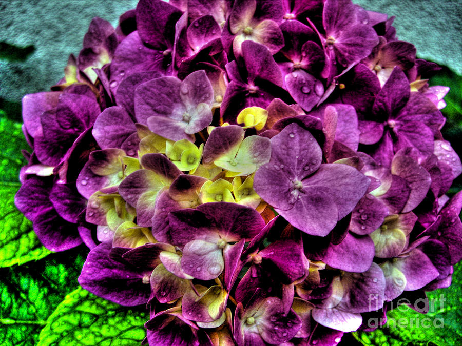 Nature Photograph - Purple Hortensia After Summer Rain by Nina Ficur Feenan