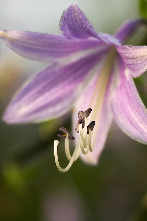 Purple Hosta Bloom Photograph