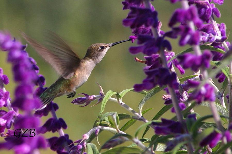 Purple Hummer Photograph by Ken Myers - Pixels