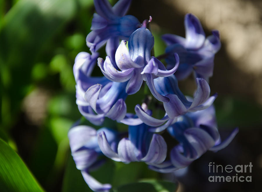 Purple Hyacinth Photograph by Laurel Best